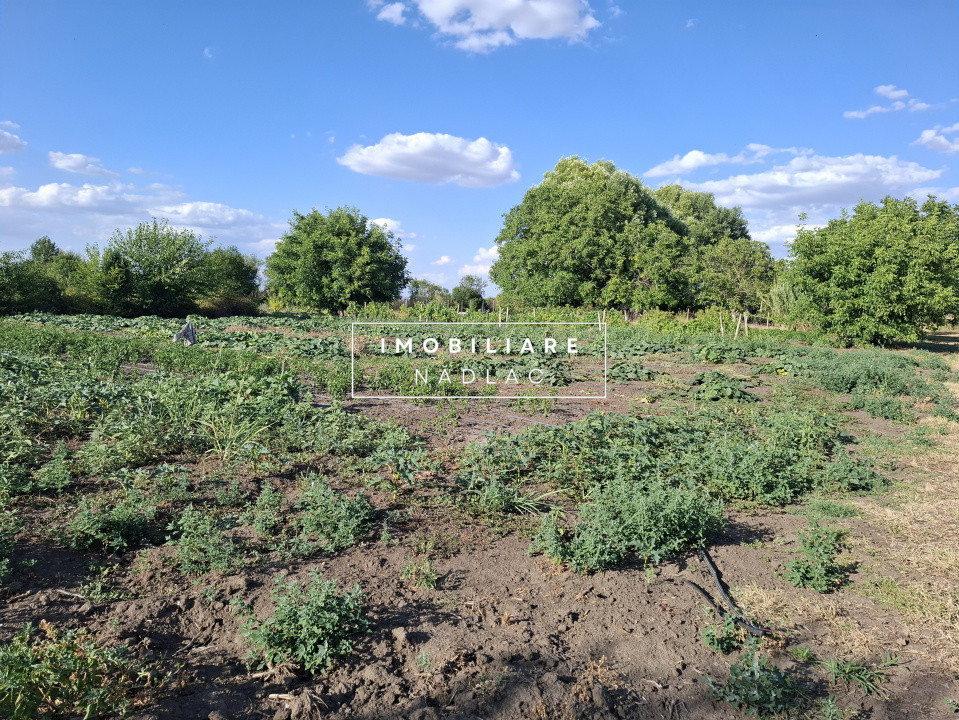 Ferma cu teren agricol de vanzare in Nadlac