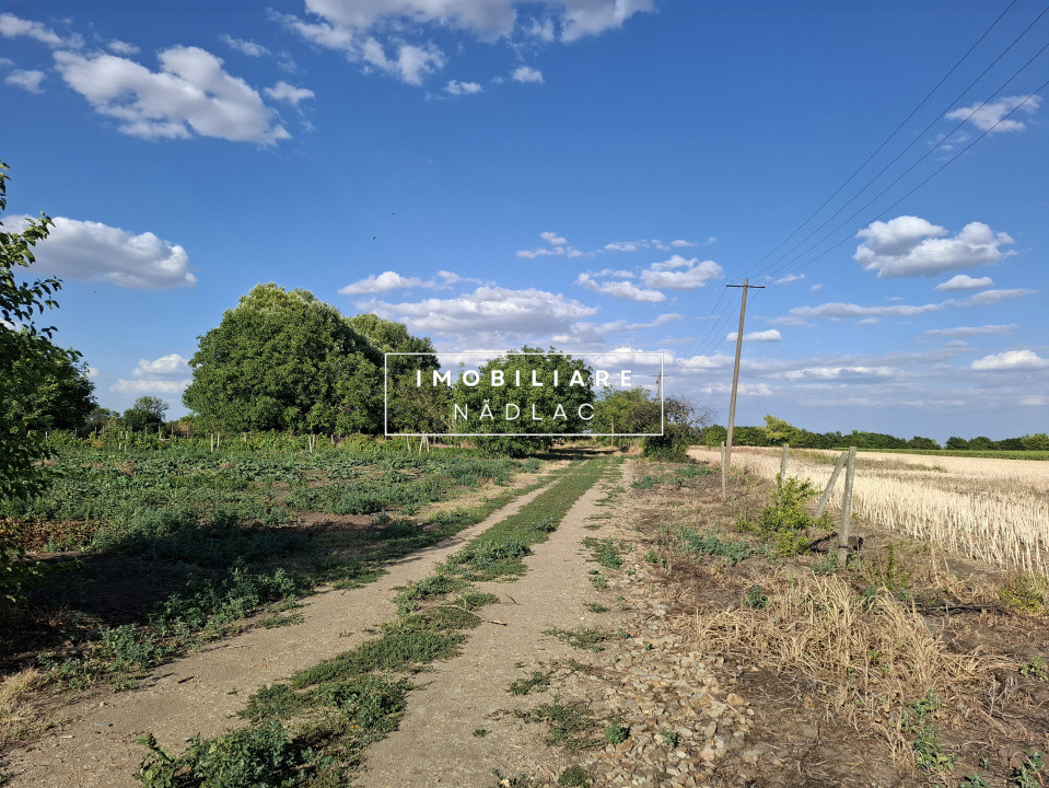 Ferma cu teren agricol de vanzare in Nadlac